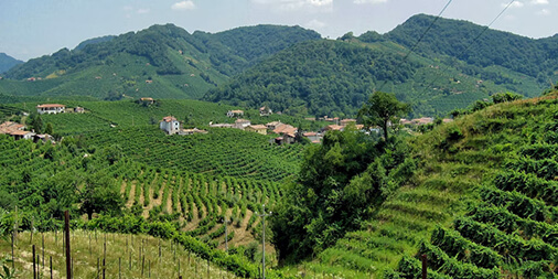valpolicella vineyards